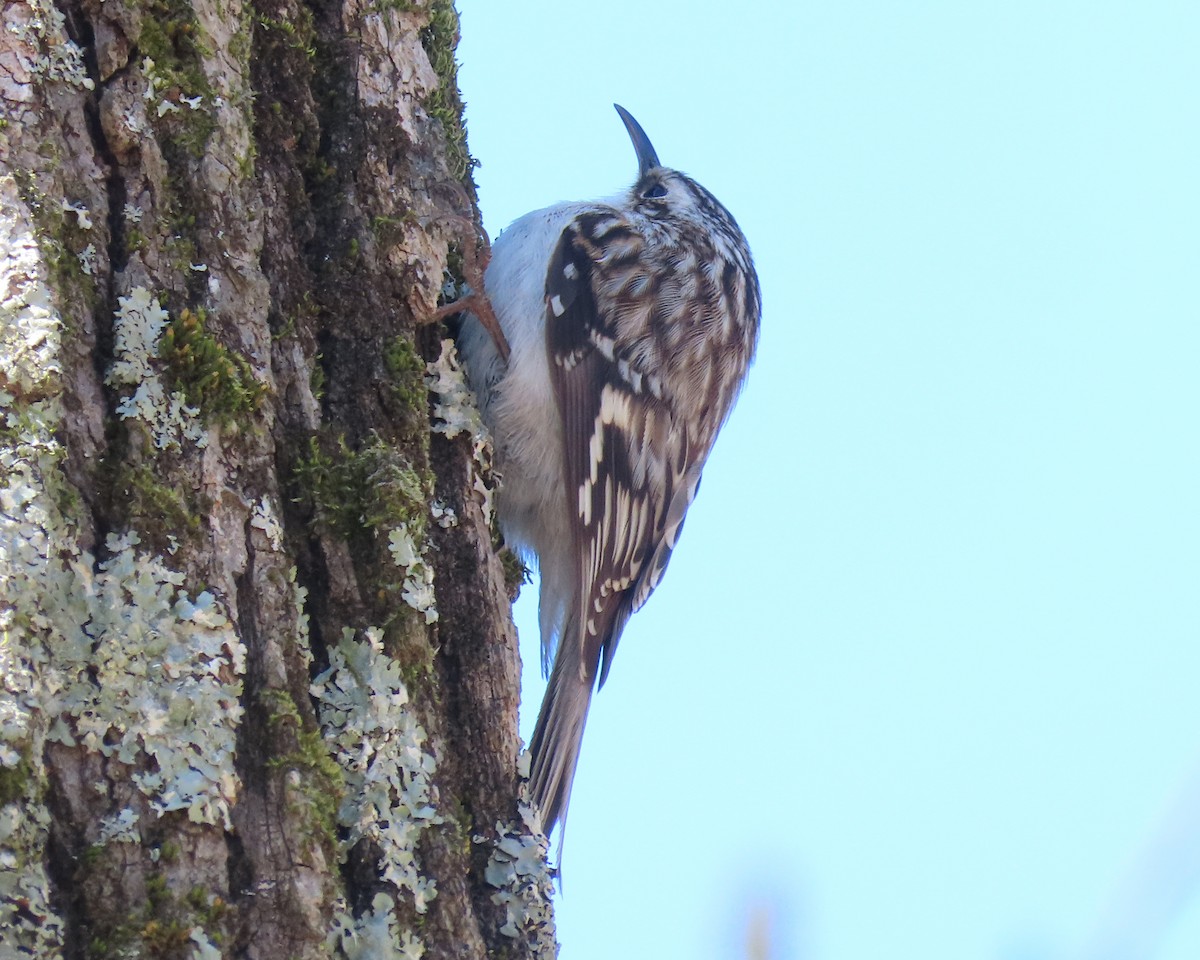 Brown Creeper - ML548873021