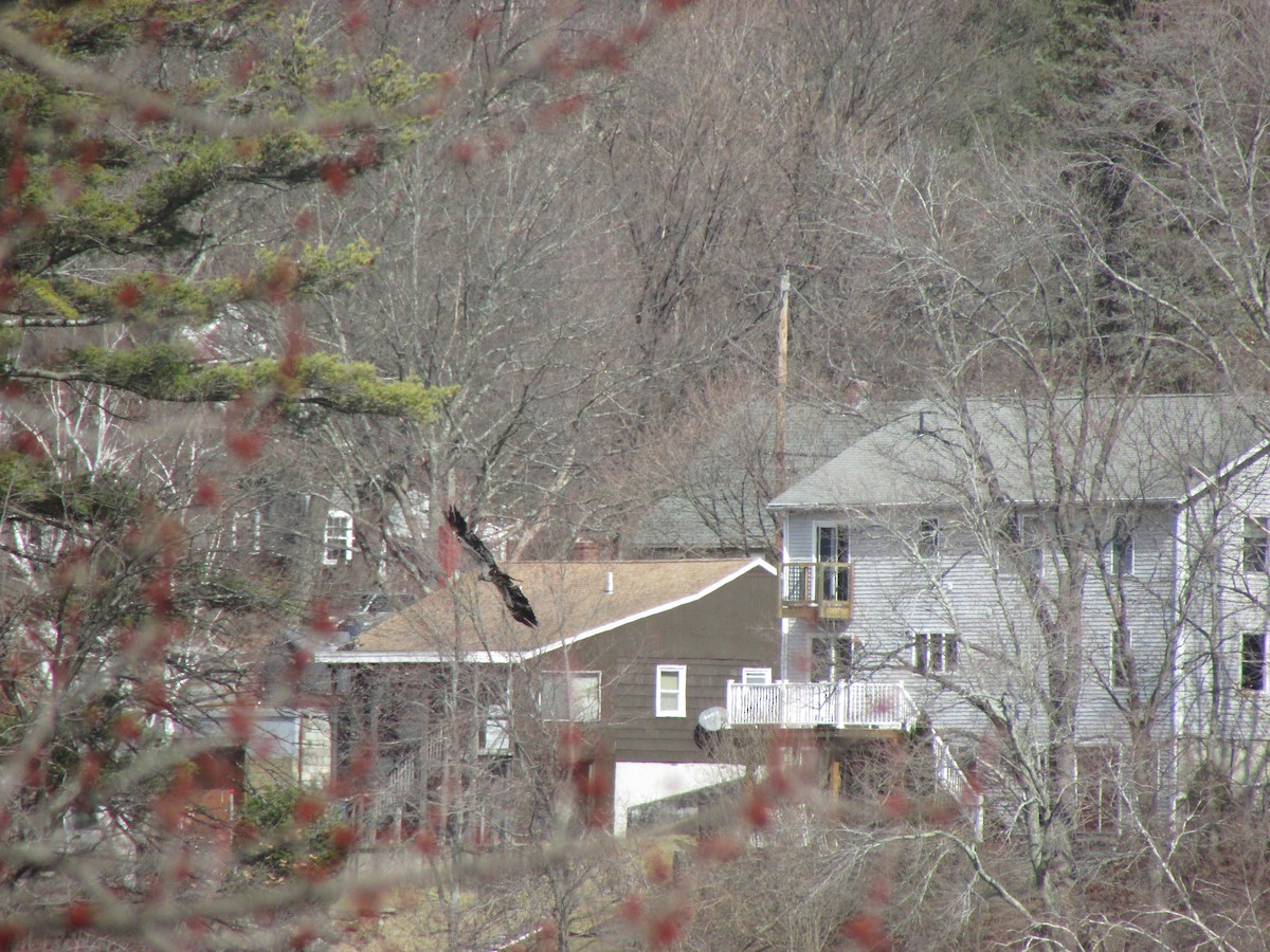 Bald Eagle - ML548873081