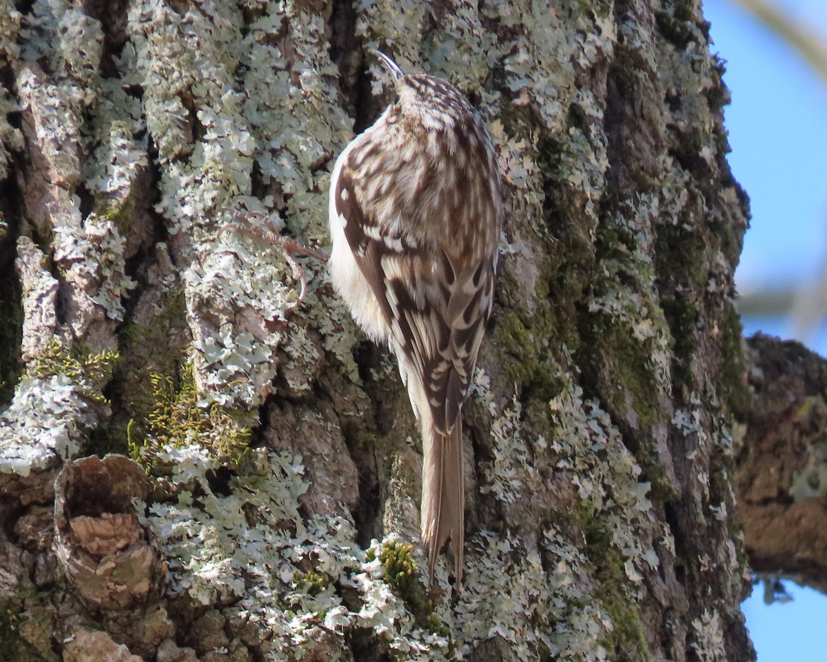 Brown Creeper - ML548873251