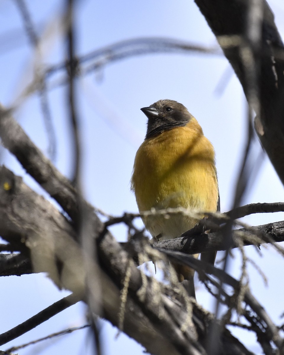 Black-hooded Sierra Finch - ML54887391