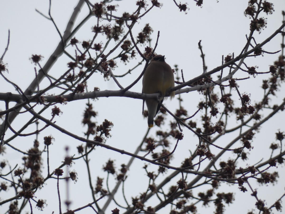 Bohemian/Cedar Waxwing - ML548874161