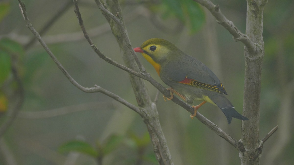 Red-billed Leiothrix - ML548874201