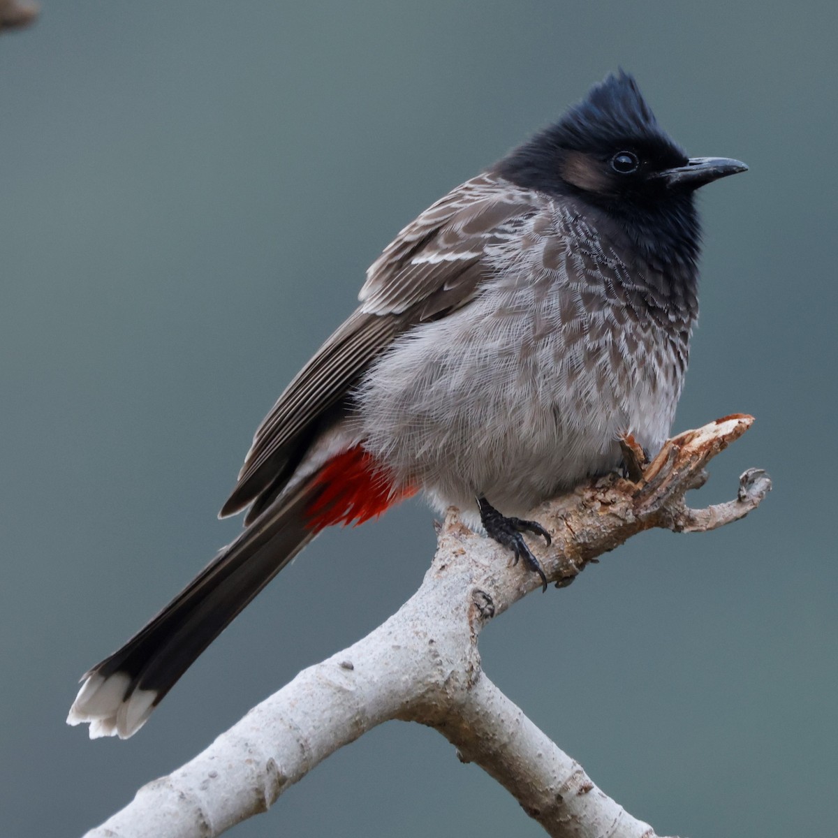 Red-vented Bulbul - John Mills