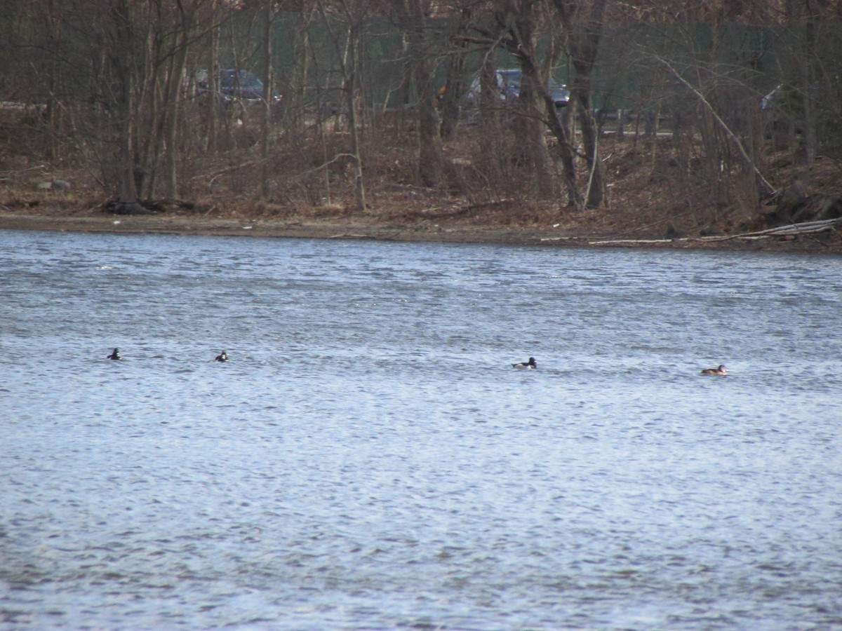 Ring-necked Duck - ML548874901