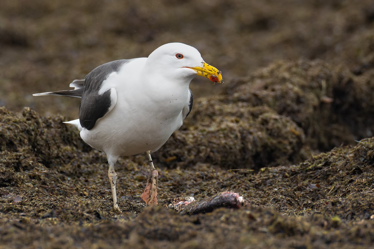 Great Black-backed Gull - ML548875641