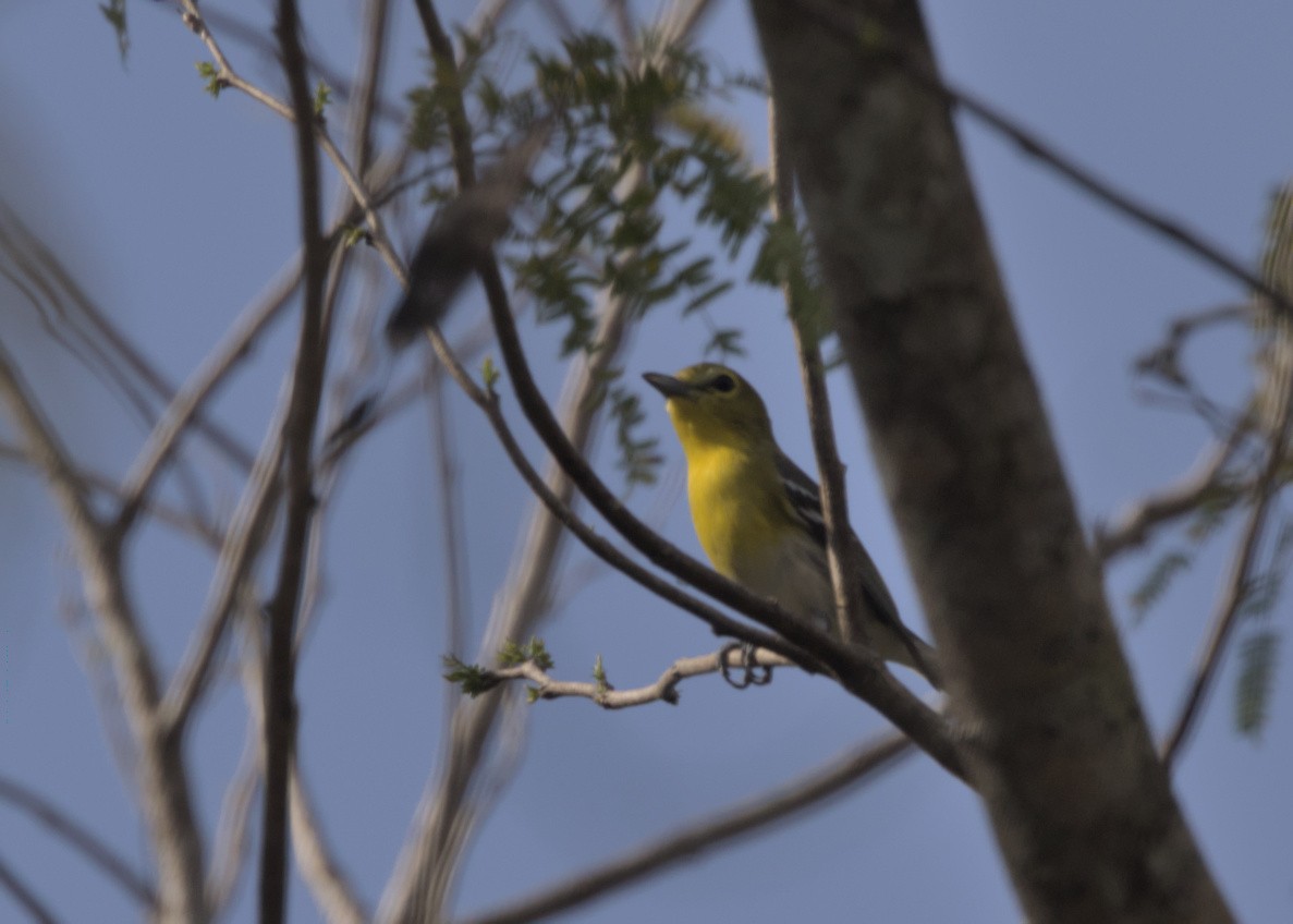 Viréo à gorge jaune - ML548876091