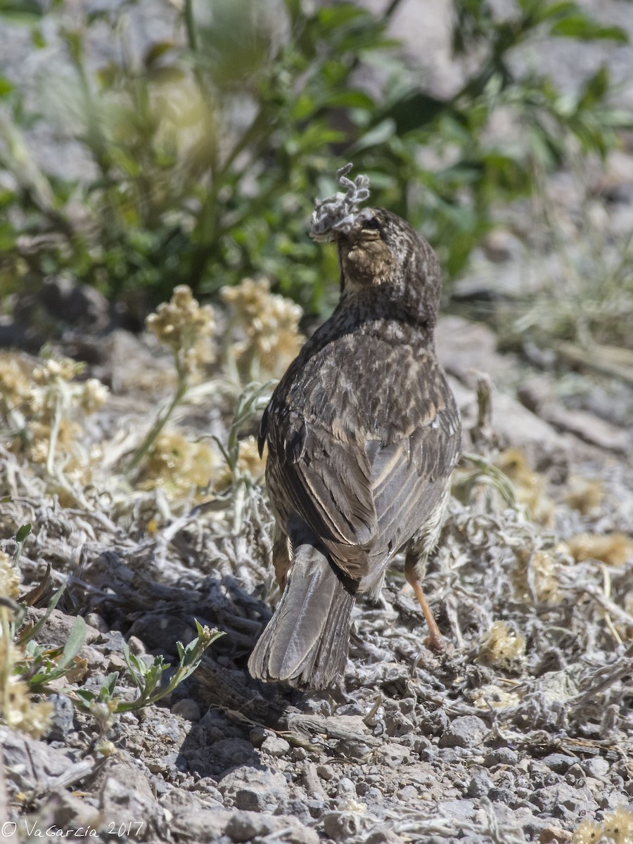 Mourning Sierra Finch - VERONICA ARAYA GARCIA