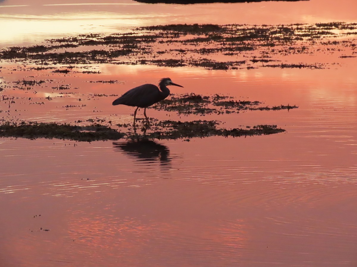 White-faced Heron - ML548876821