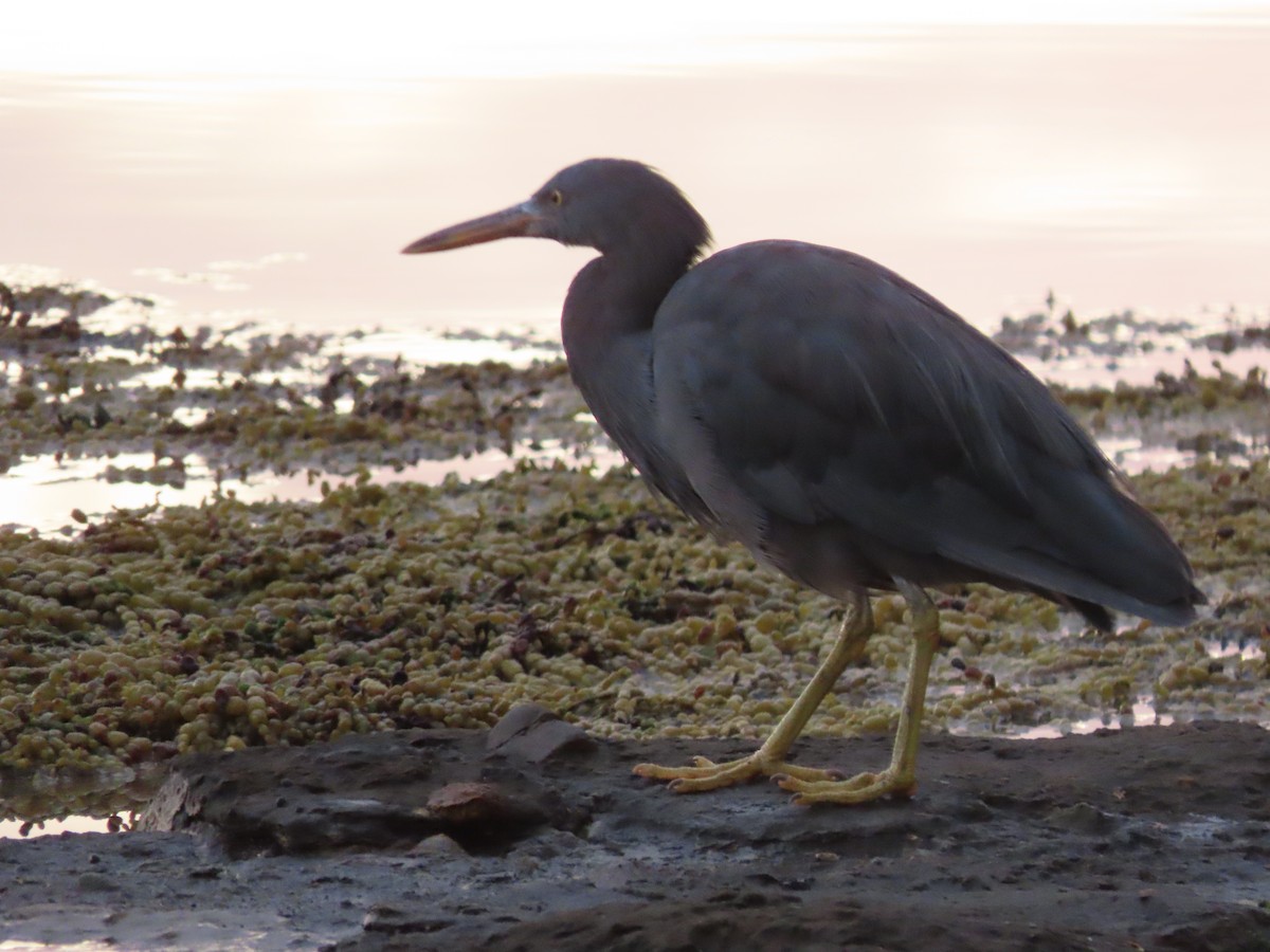 Pacific Reef-Heron - ML548876941