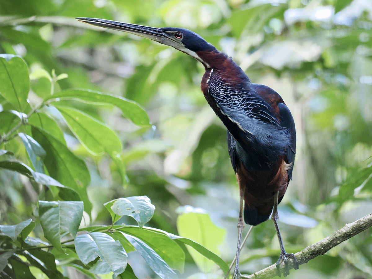 Agami Heron - ML548877101