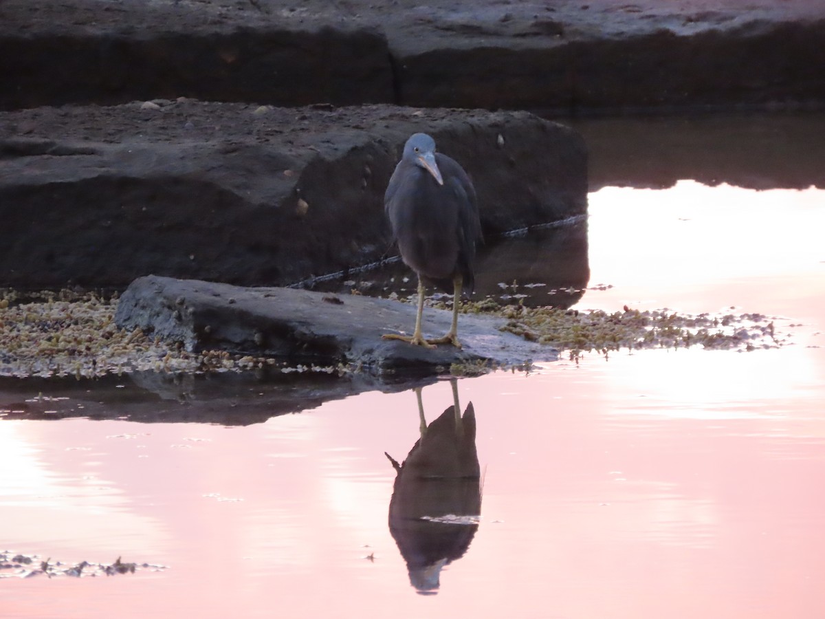 Pacific Reef-Heron - ML548877151