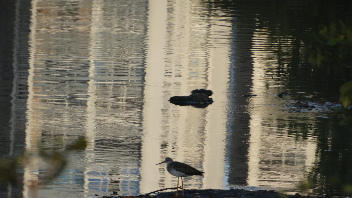 Greater Yellowlegs - ML548877241