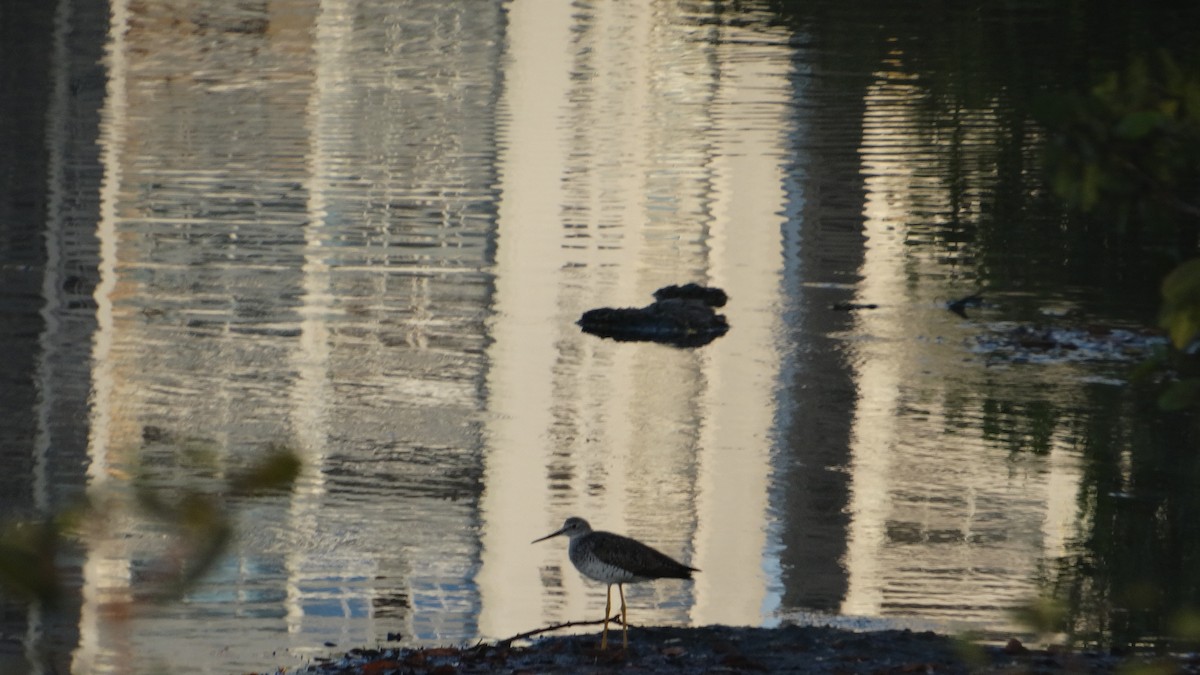 Greater Yellowlegs - ML548877251