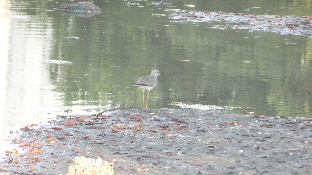 Greater Yellowlegs - ML548877261