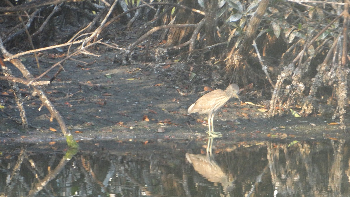 Black-crowned Night Heron - Kate Charles