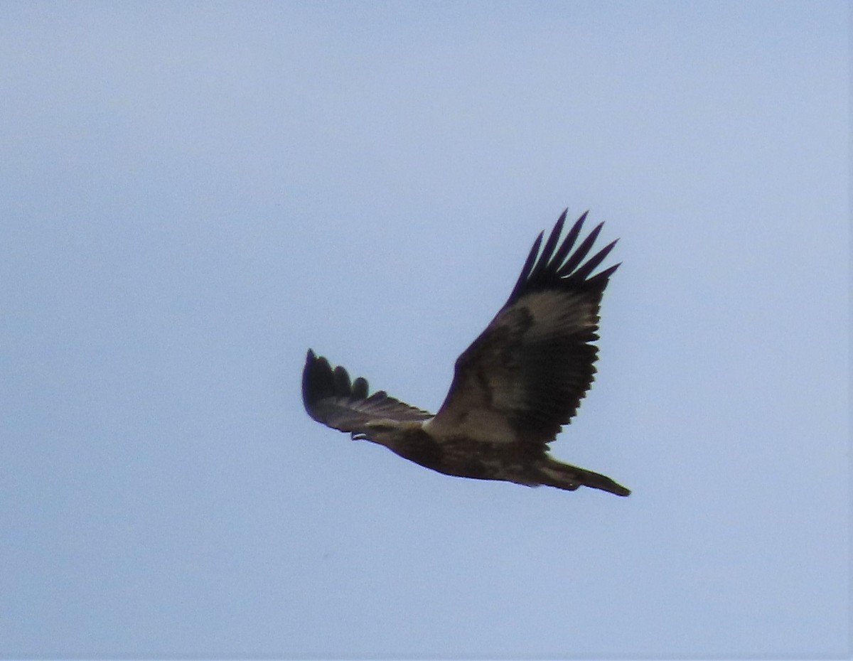 White-bellied Sea-Eagle - ML548877871