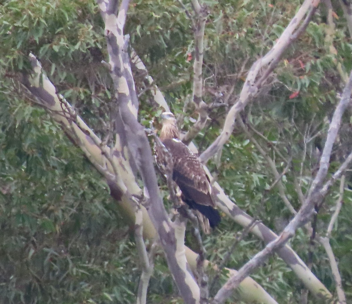 White-bellied Sea-Eagle - ML548877931