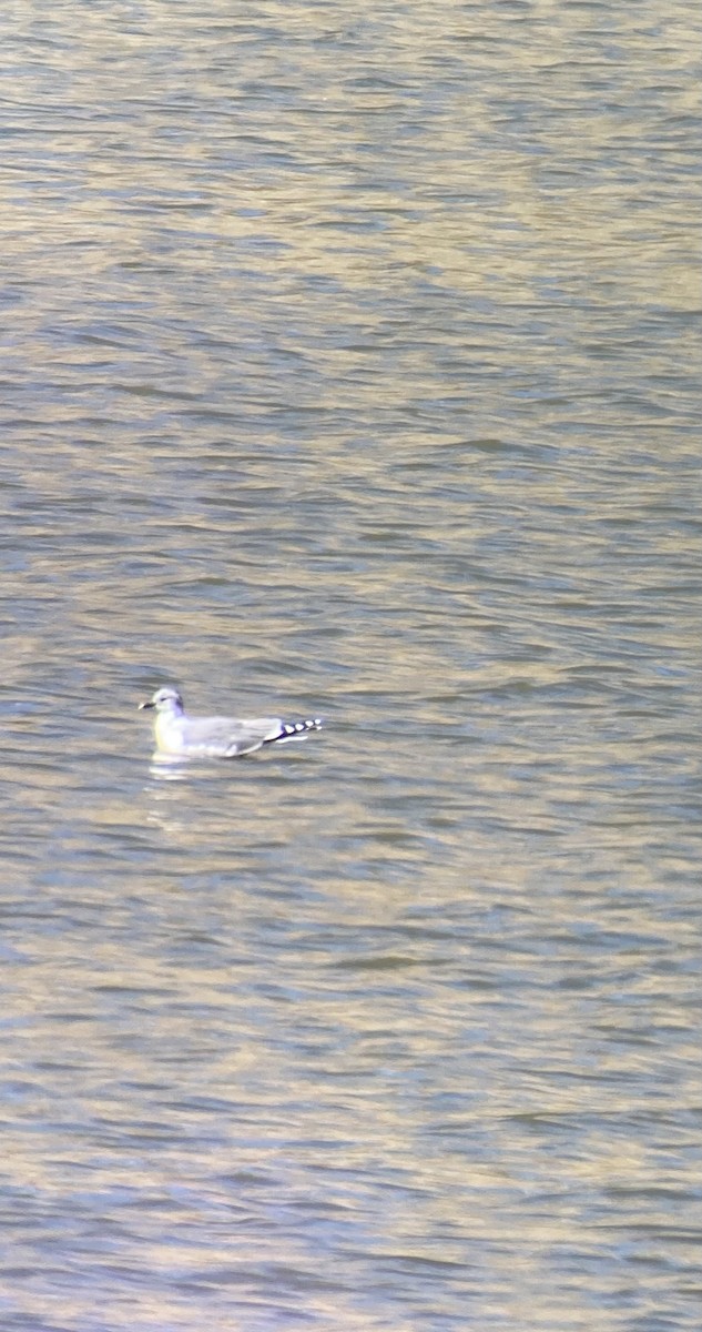 racek Sabinův - ML548879851