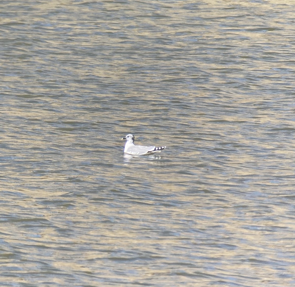 racek Sabinův - ML548879861