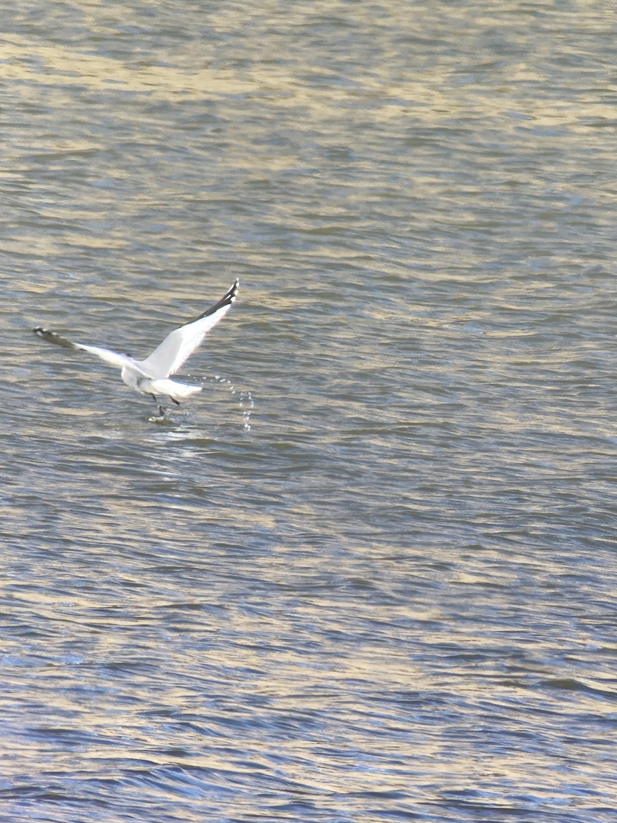 racek Sabinův - ML548879871