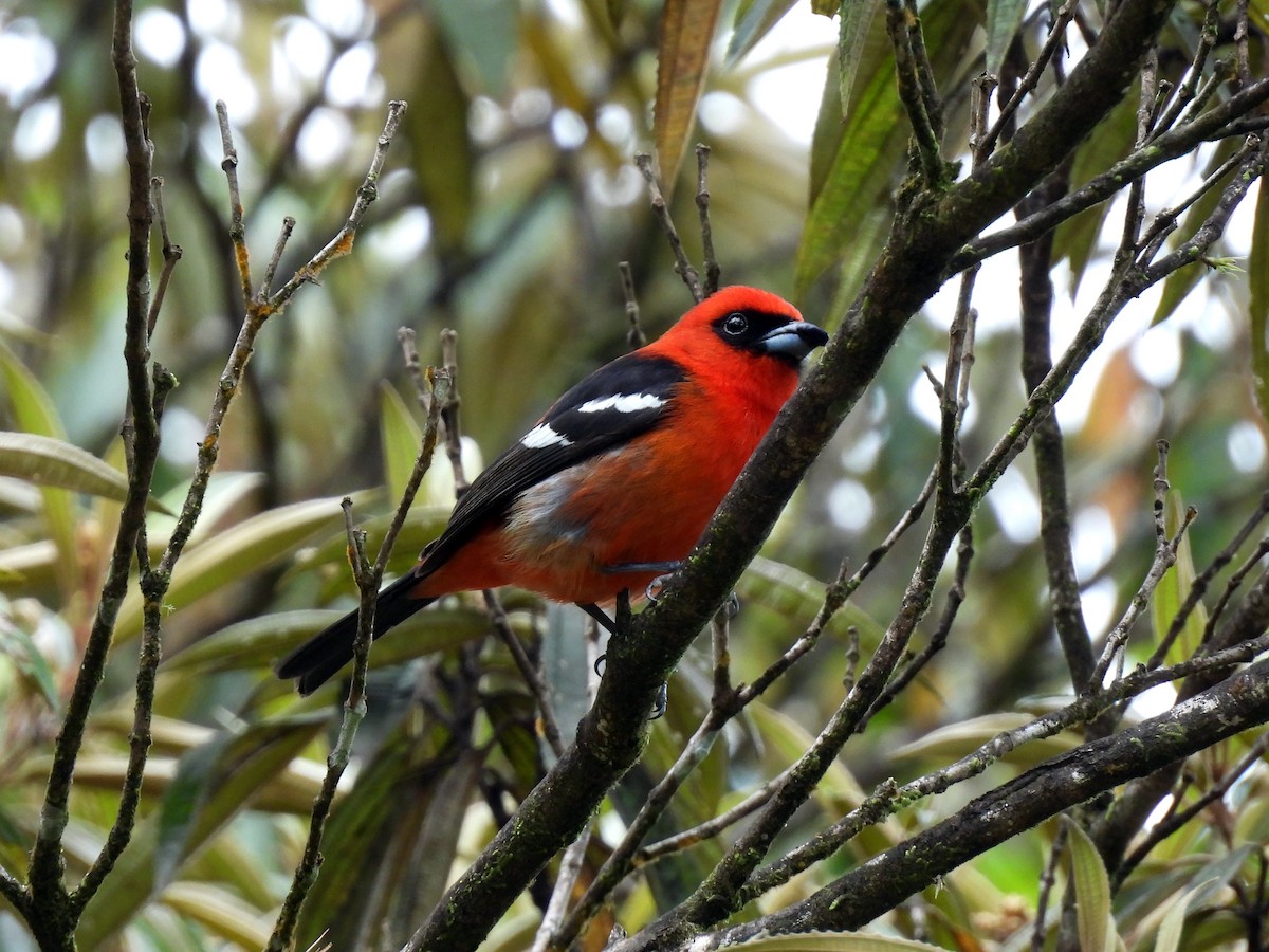 White-winged Tanager - ML548879951
