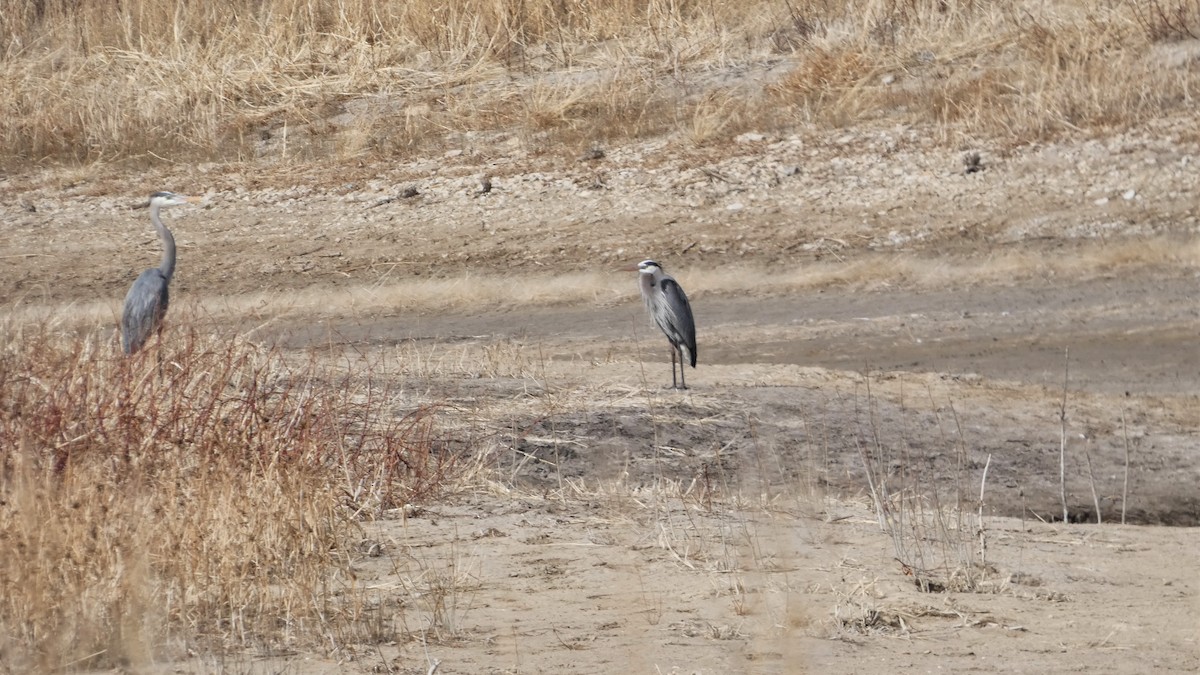 Great Blue Heron - ML548880661