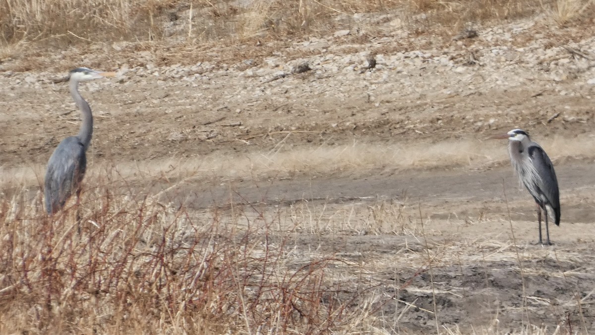 Great Blue Heron - ML548880671