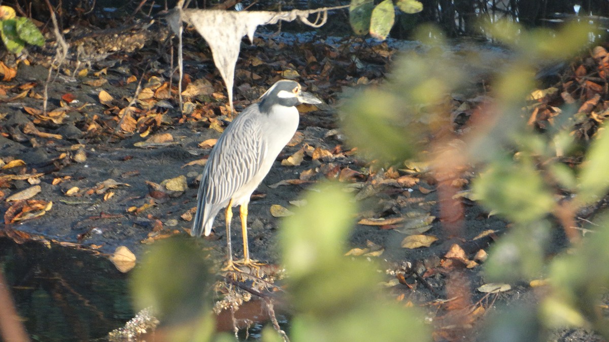 Yellow-crowned Night Heron - ML548880681