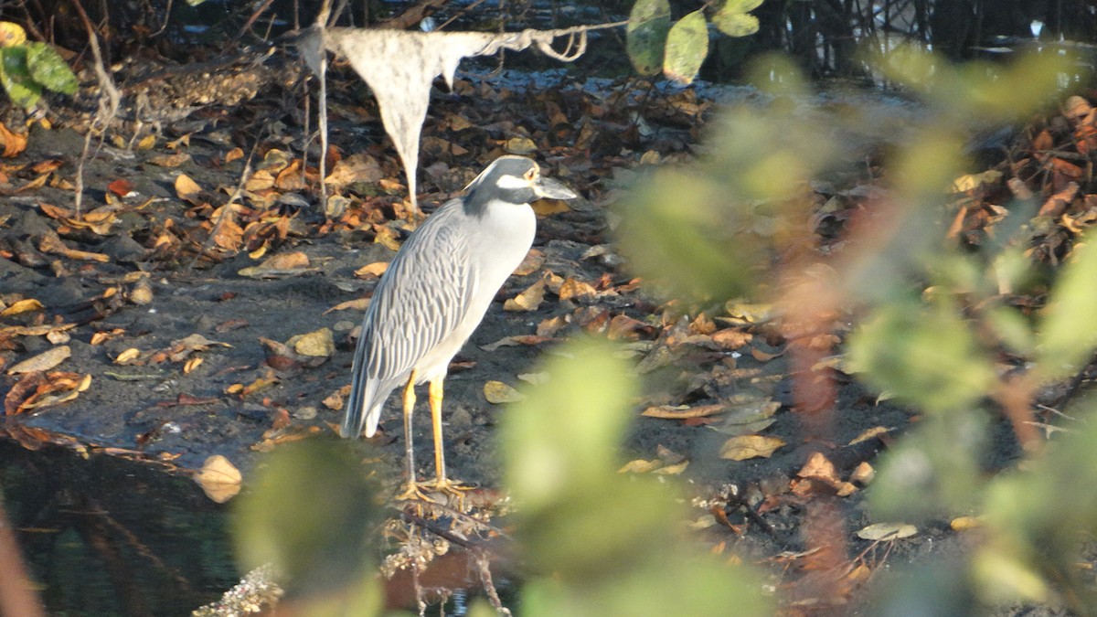 Yellow-crowned Night Heron - ML548880691