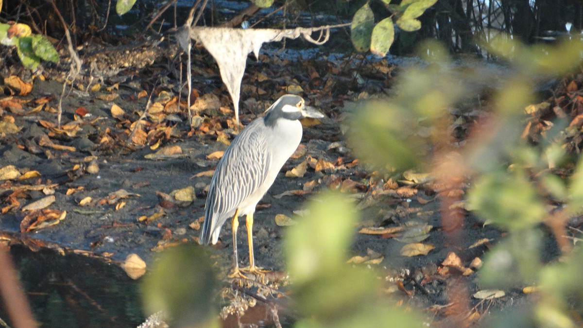 Yellow-crowned Night Heron - ML548880701