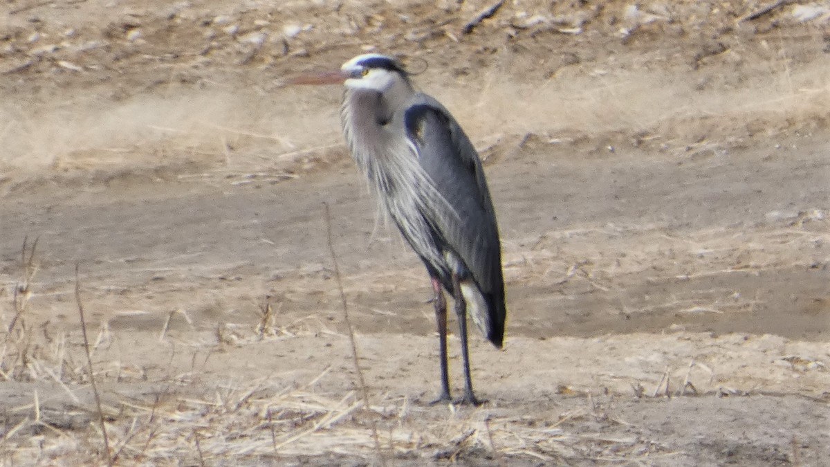 Great Blue Heron - ML548880711