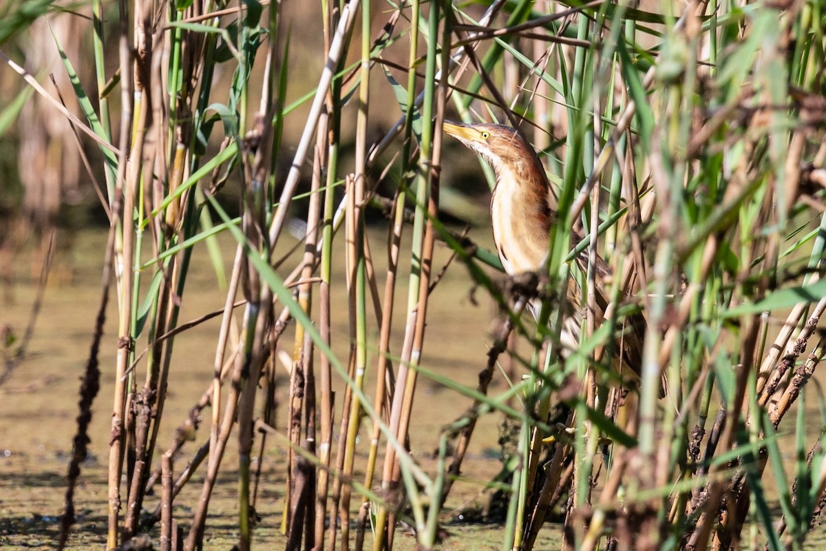 Black-backed Bittern - ML548884331