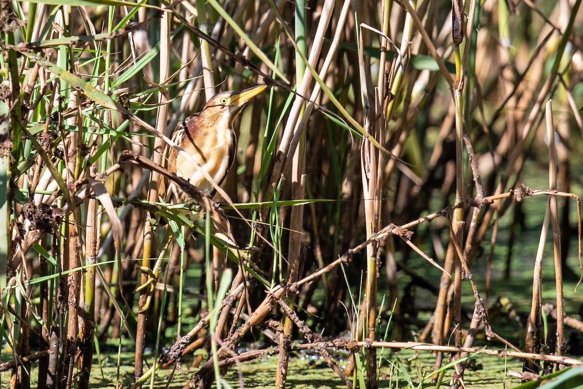 Black-backed Bittern - Andrew and Michelle Ruthenberg