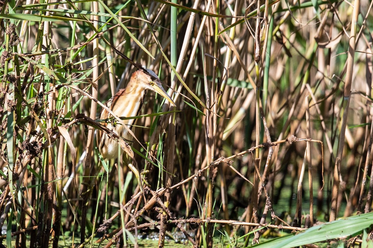 Black-backed Bittern - ML548884361