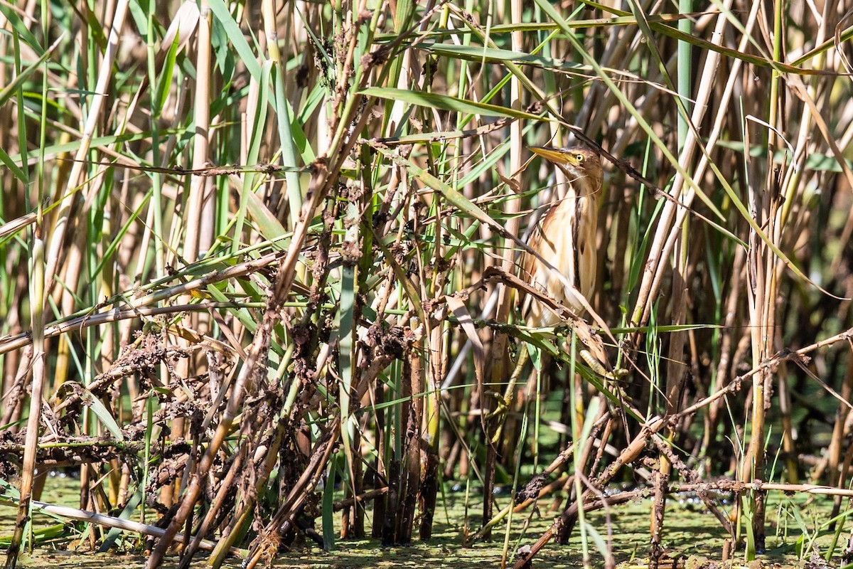 Black-backed Bittern - ML548884371