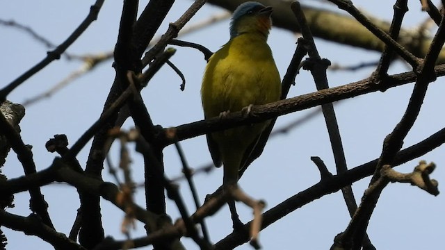 Blaukappenorganist - ML548884431