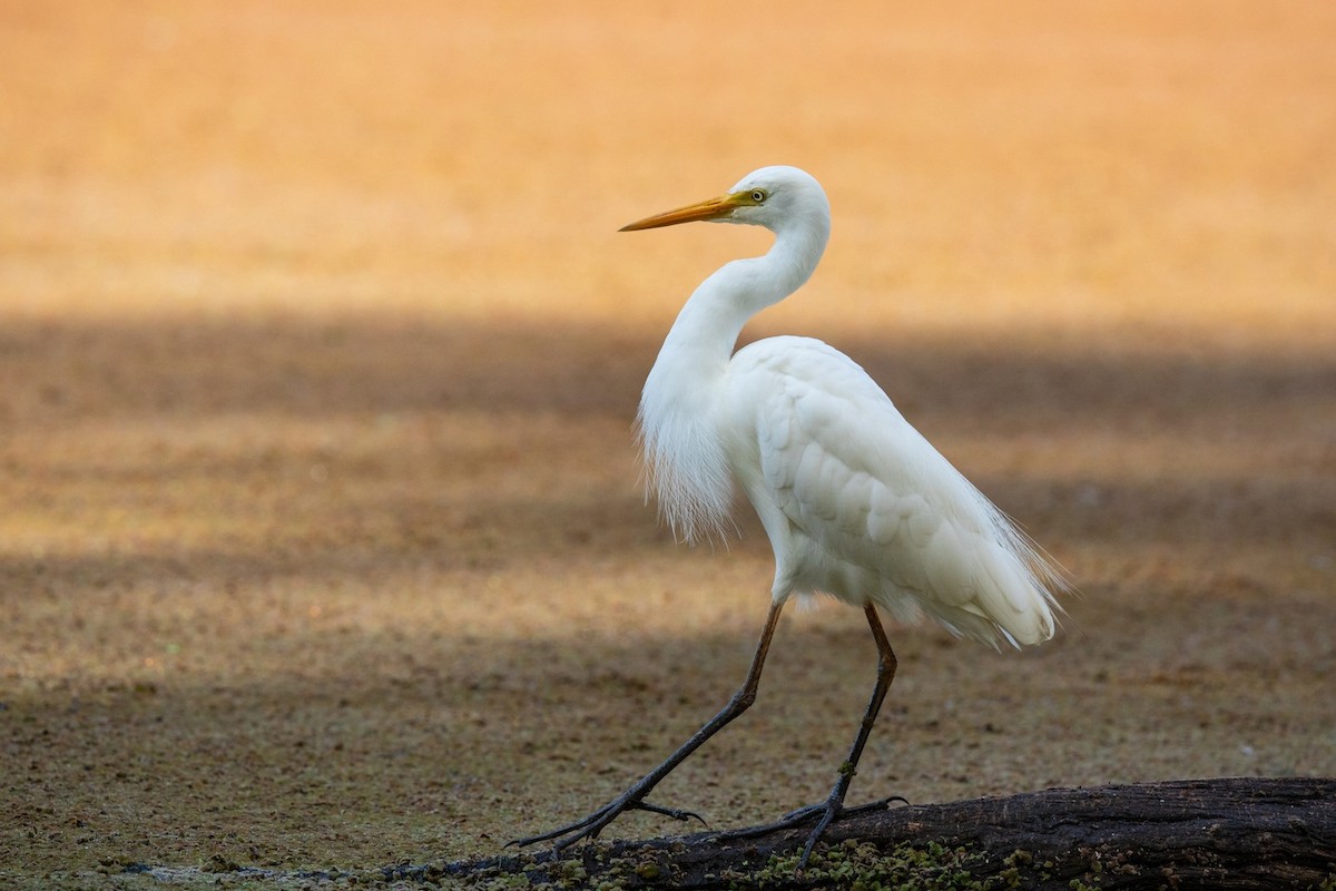 Plumed Egret - ML548884561