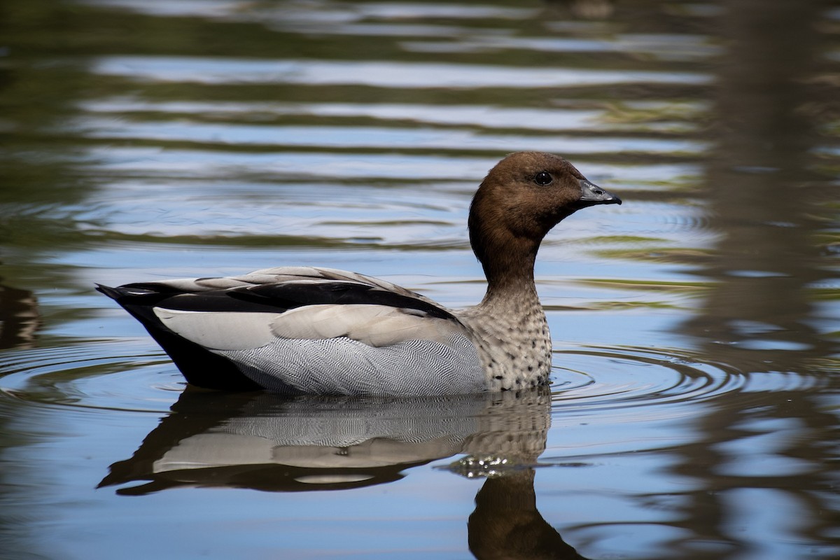 Pato de Crin - ML548884581