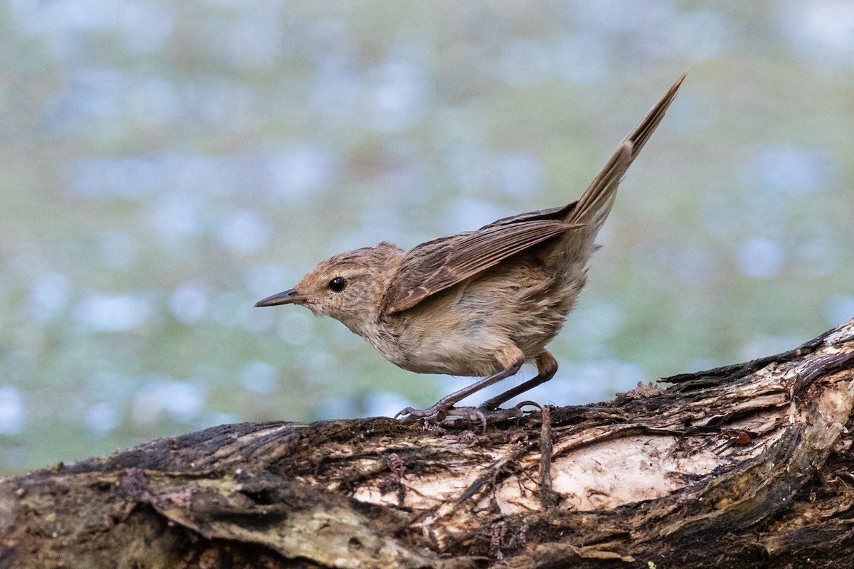 Little Grassbird - ML548884811