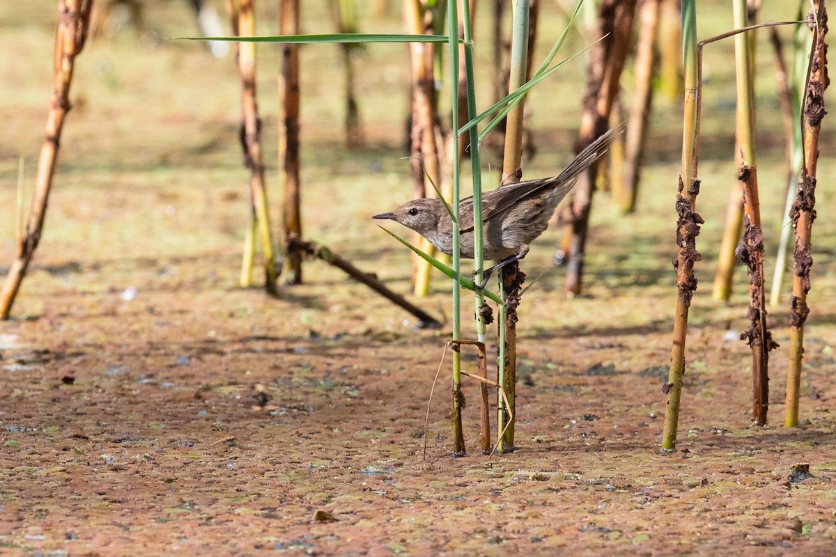 Little Grassbird - ML548884821