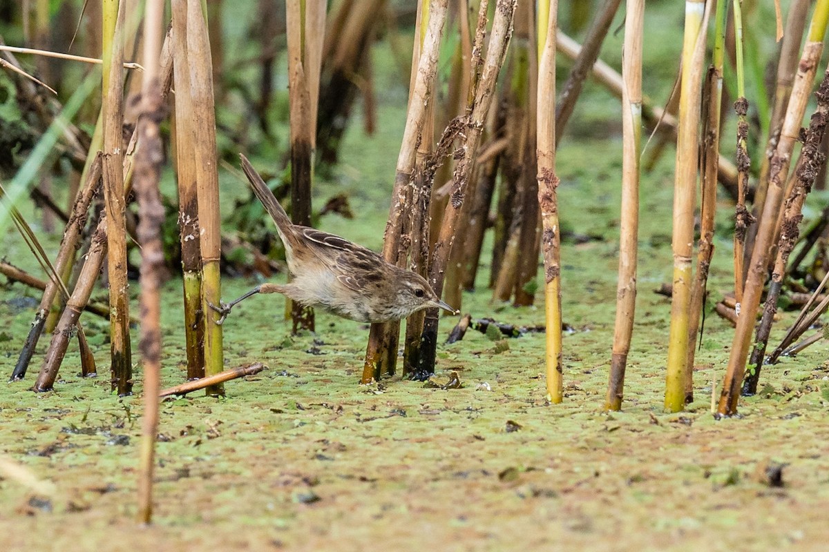 Little Grassbird - ML548884831