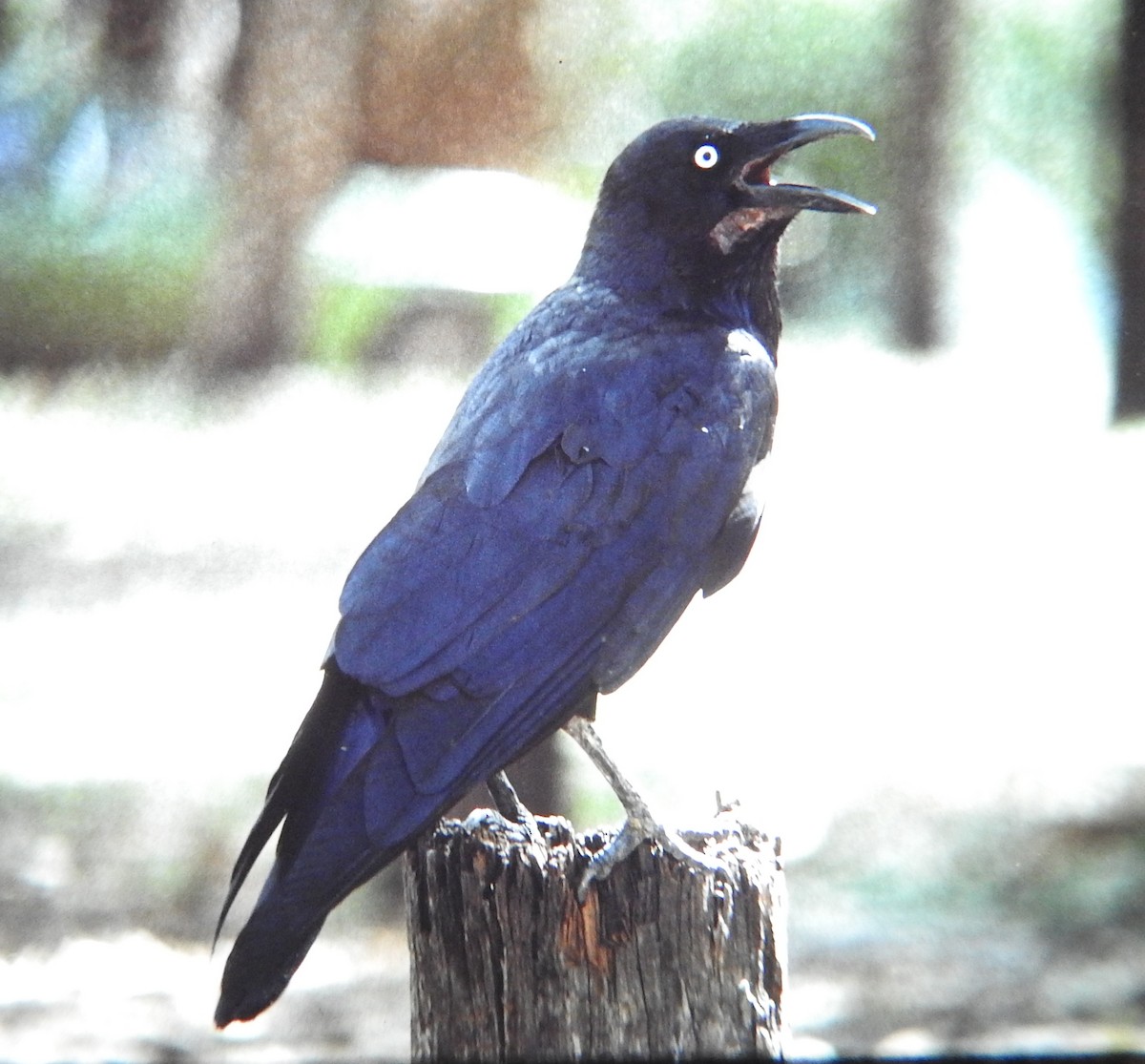 Australian Raven - David Bree