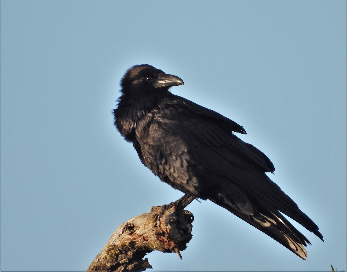 Common Raven - ML548886401