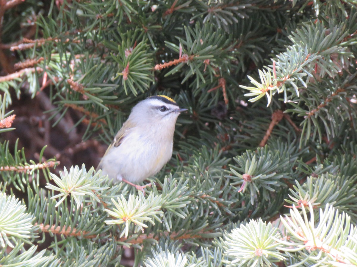 Golden-crowned Kinglet - ML548887171