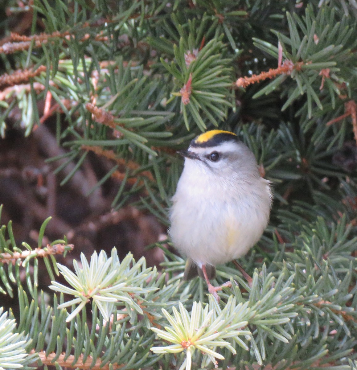 Golden-crowned Kinglet - ML548887201