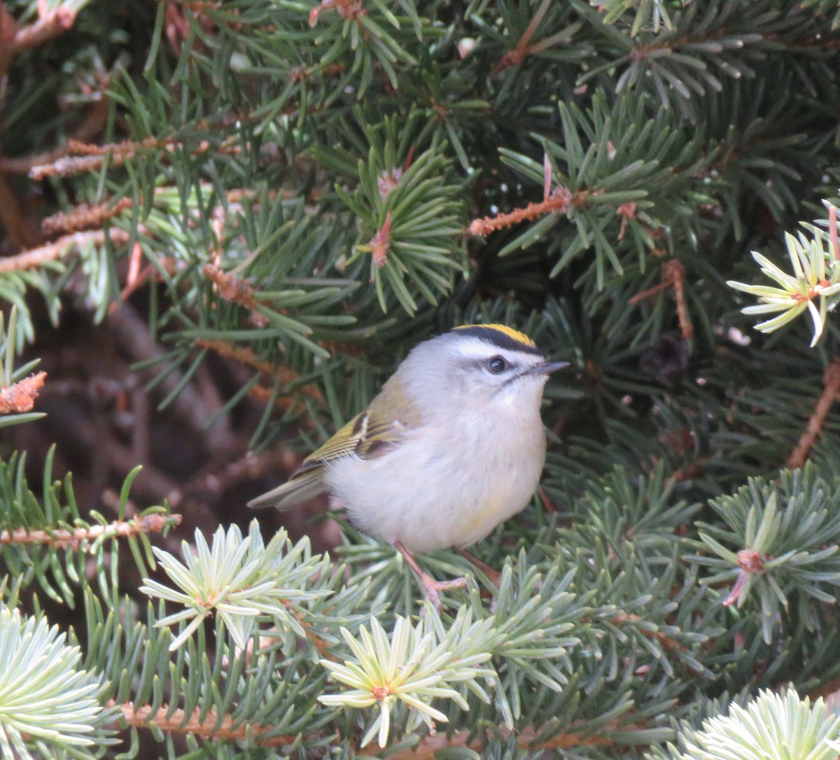 Golden-crowned Kinglet - ML548887331