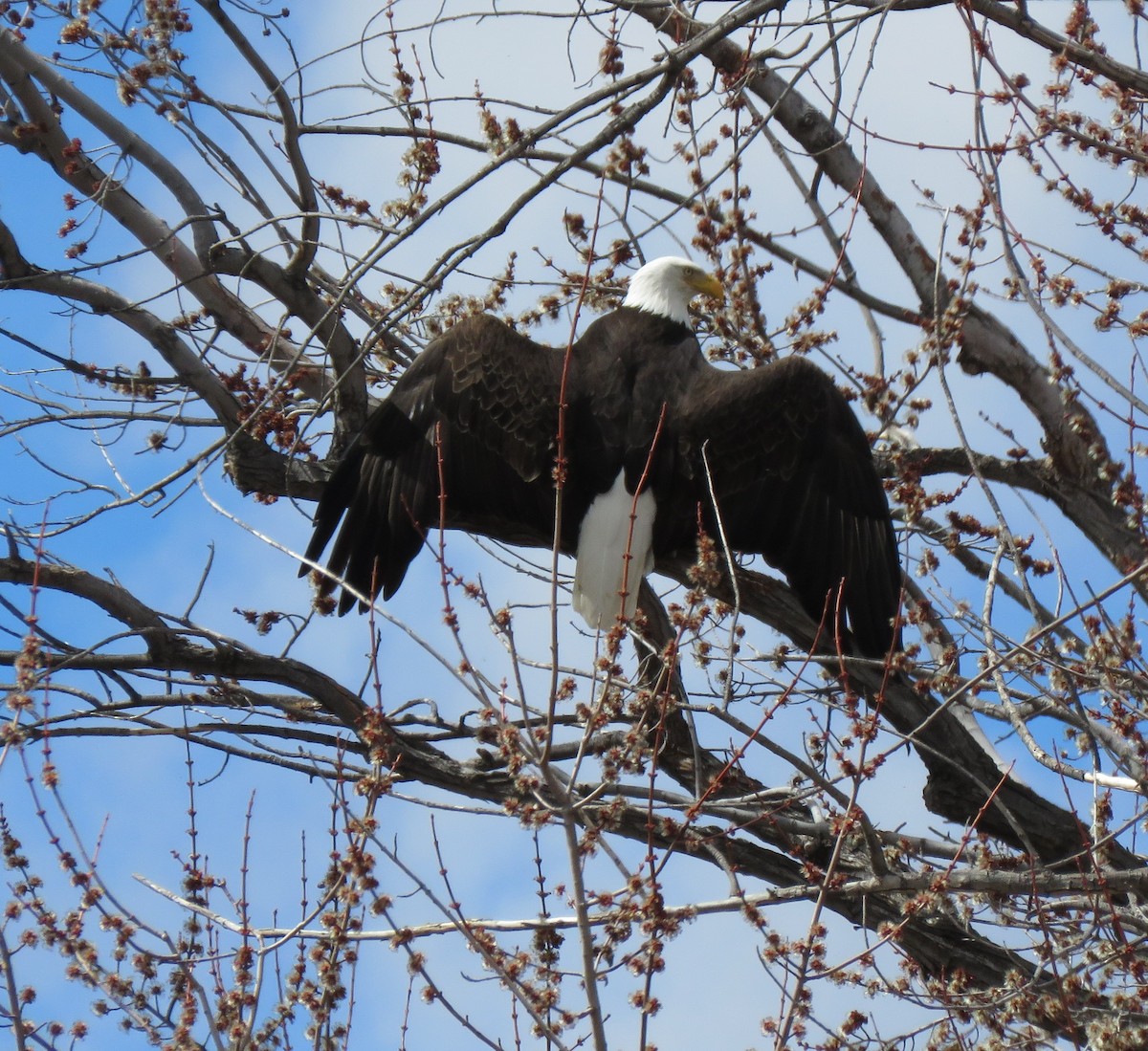 Bald Eagle - ML548887781