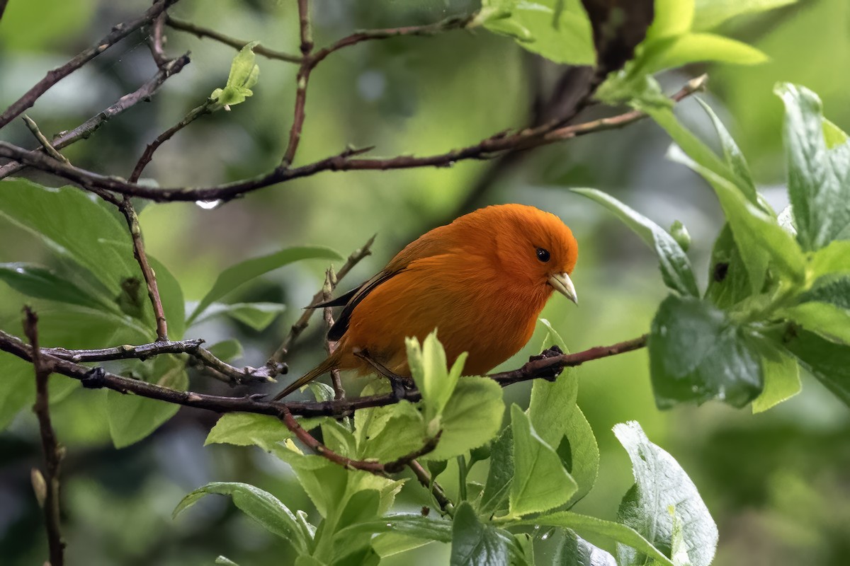 Hawaii Akepa - Laurel Rivers