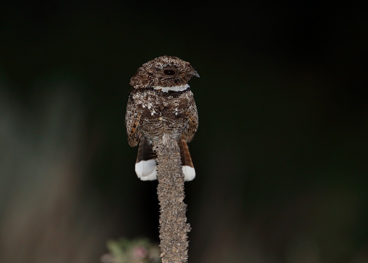 Common Poorwill - Julio Mulero