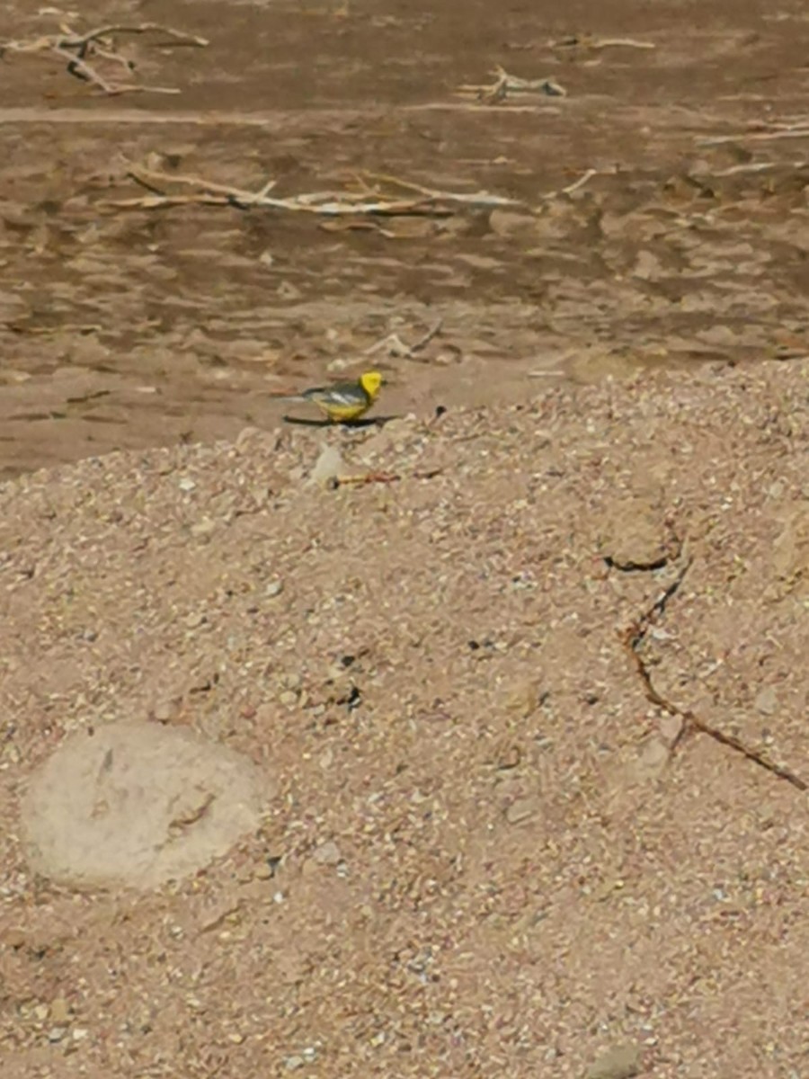 Citrine Wagtail - ML548889971